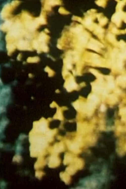 Broken Blossoms backdrop
