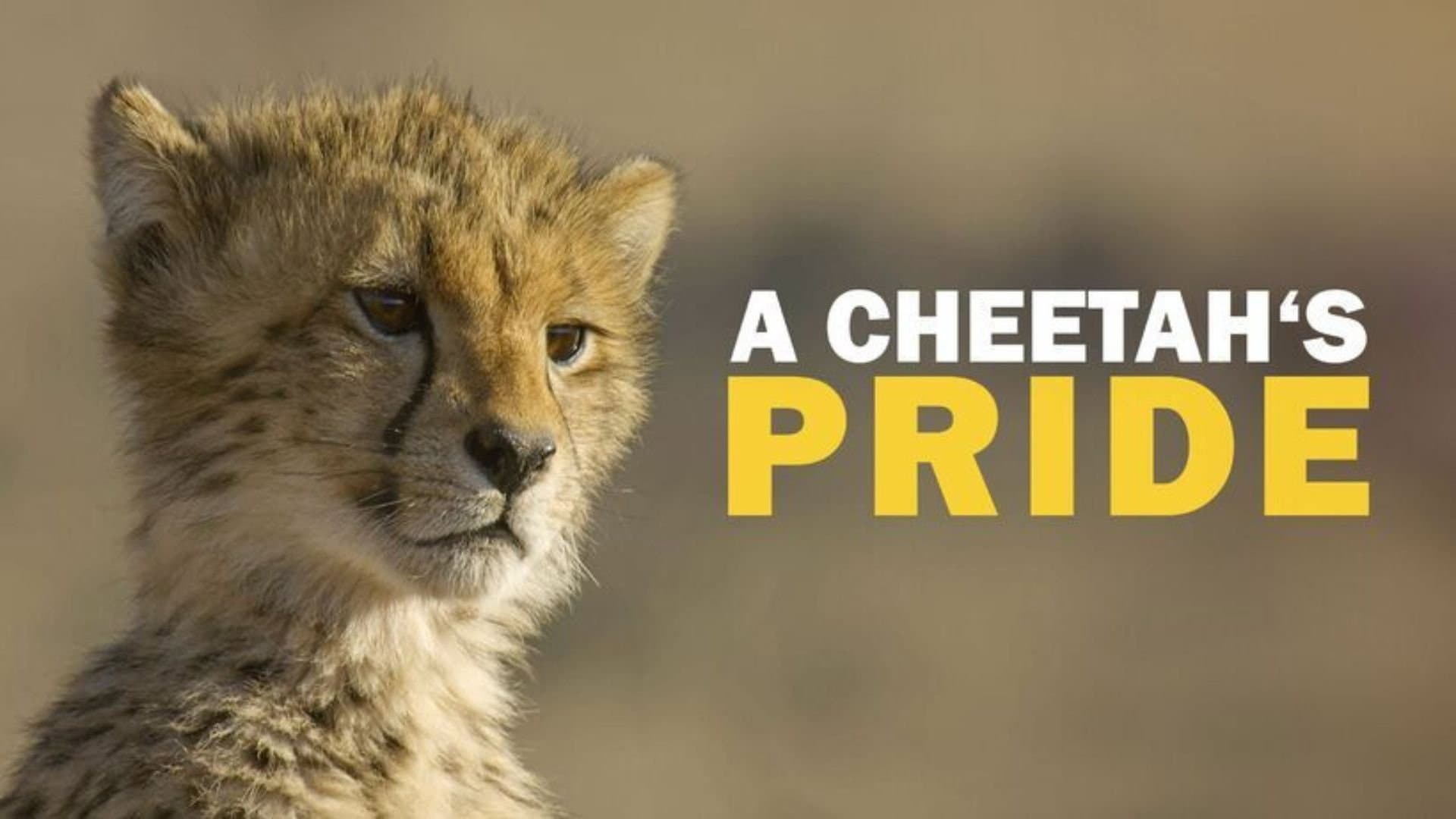 A Cheetah's Pride backdrop