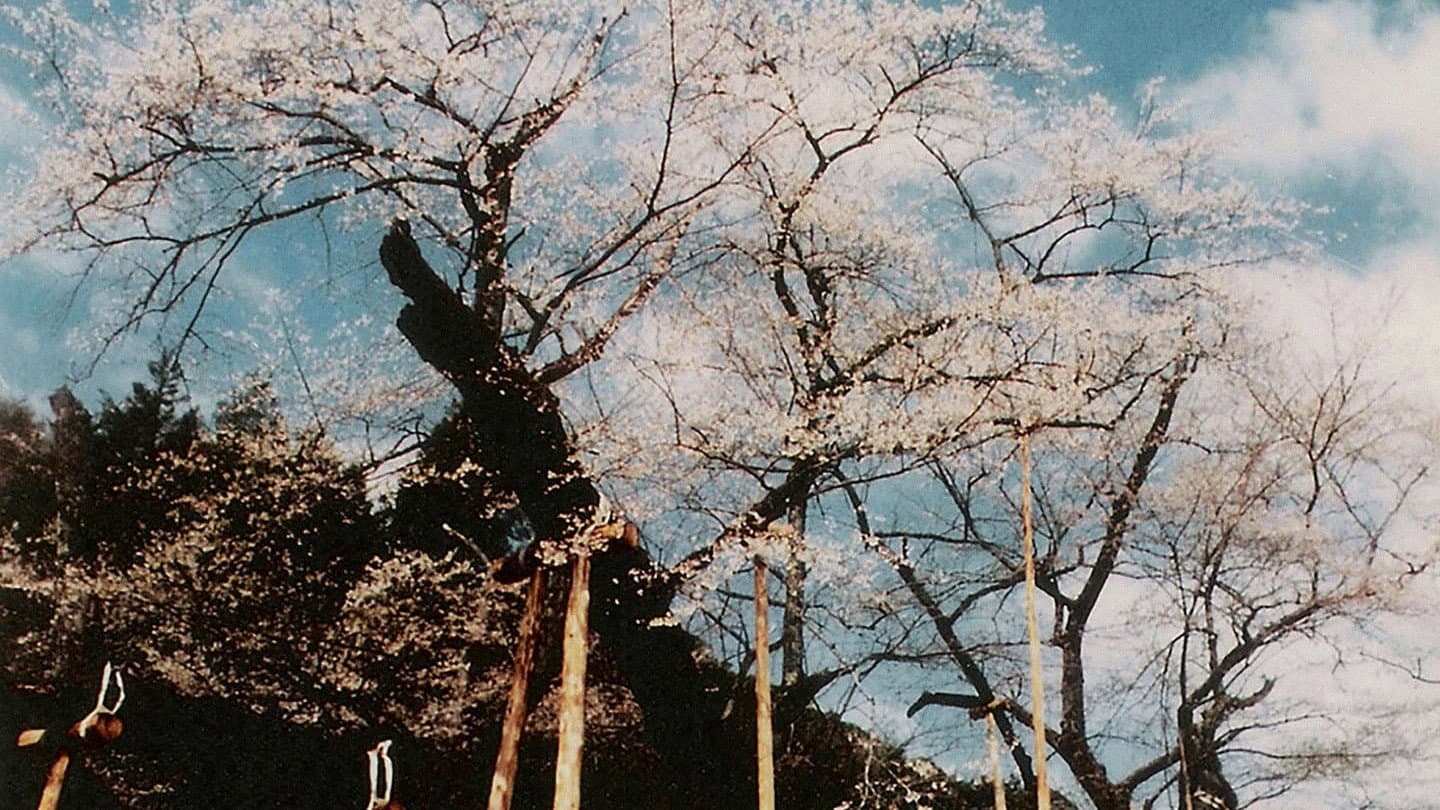 The Cherry Tree with Gray Blossoms backdrop