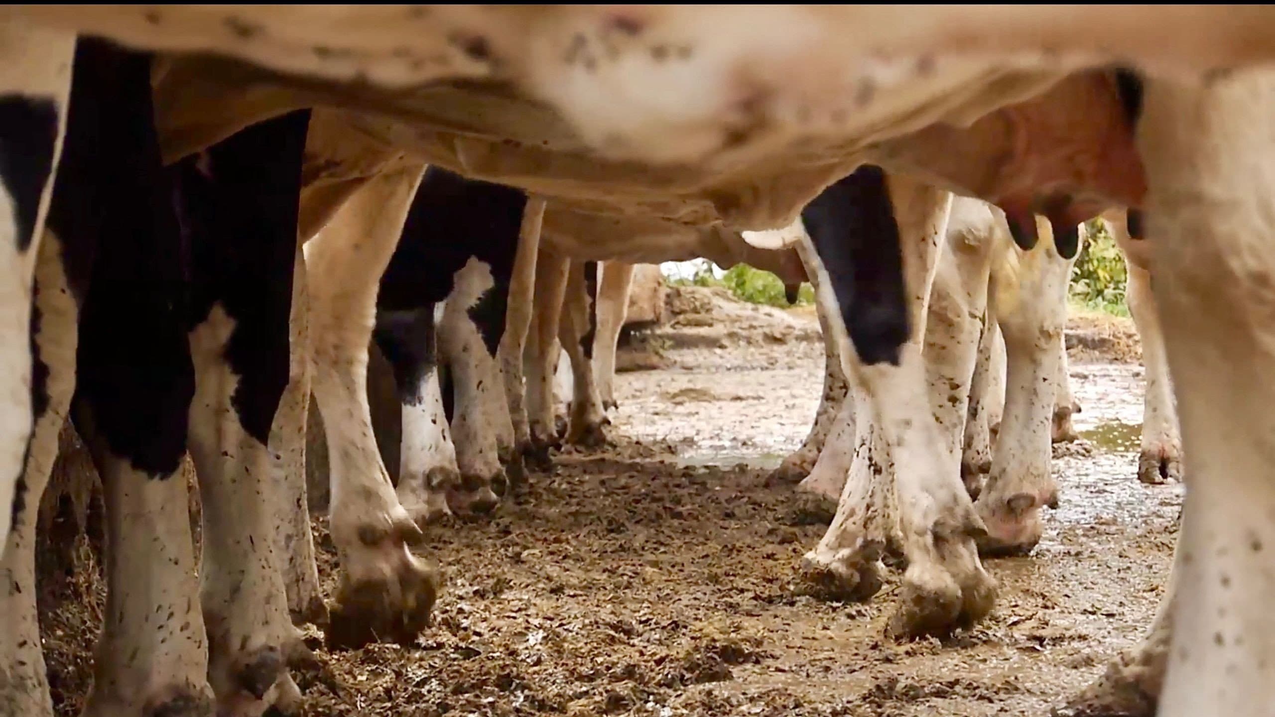 Cows With No Name backdrop