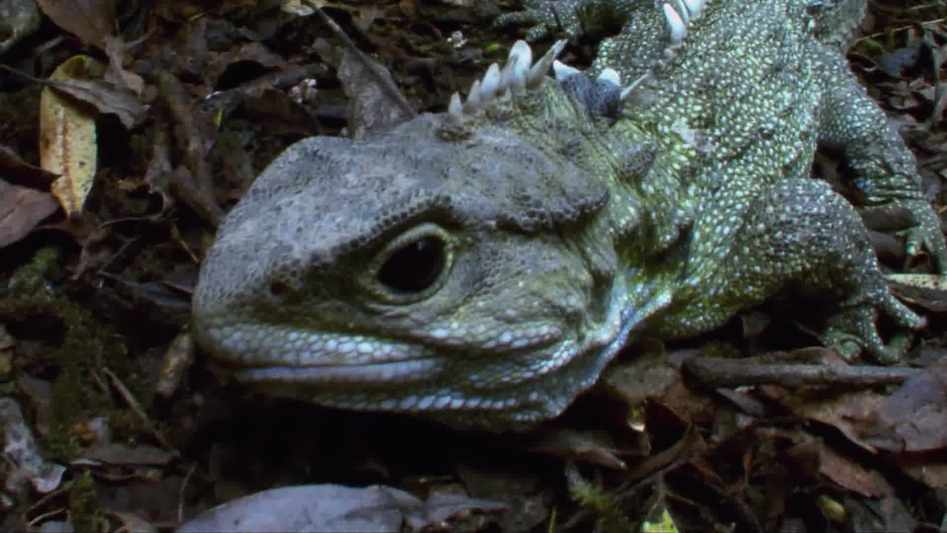 The Eighth Continent: Zealandia backdrop