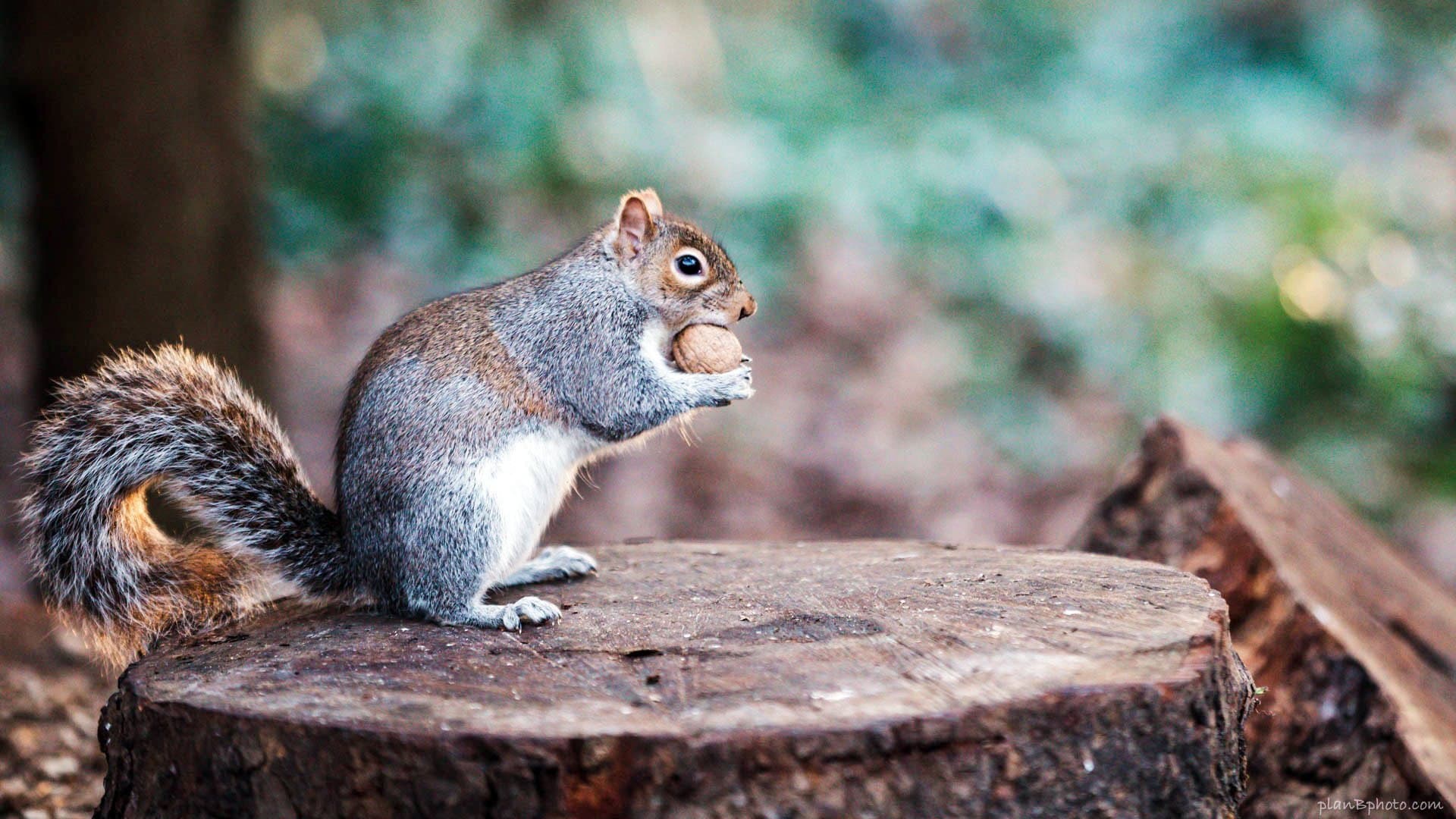 The Super Squirrels backdrop