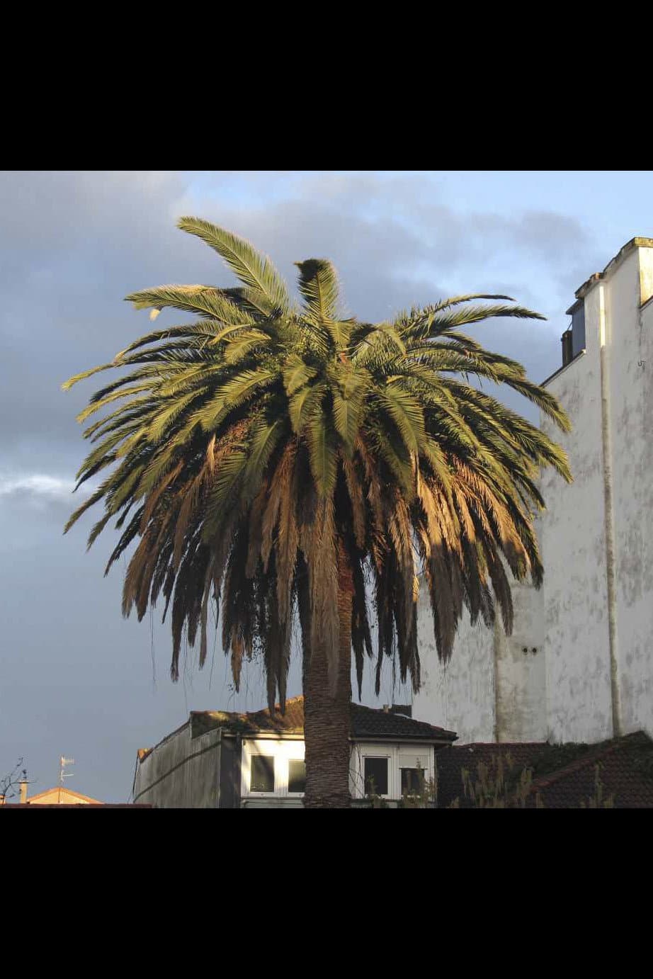 La palmera backdrop