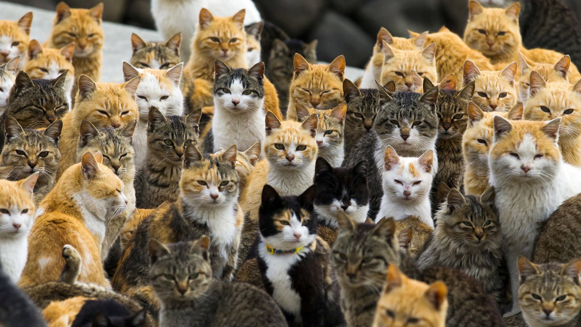 Cat Heaven Island backdrop