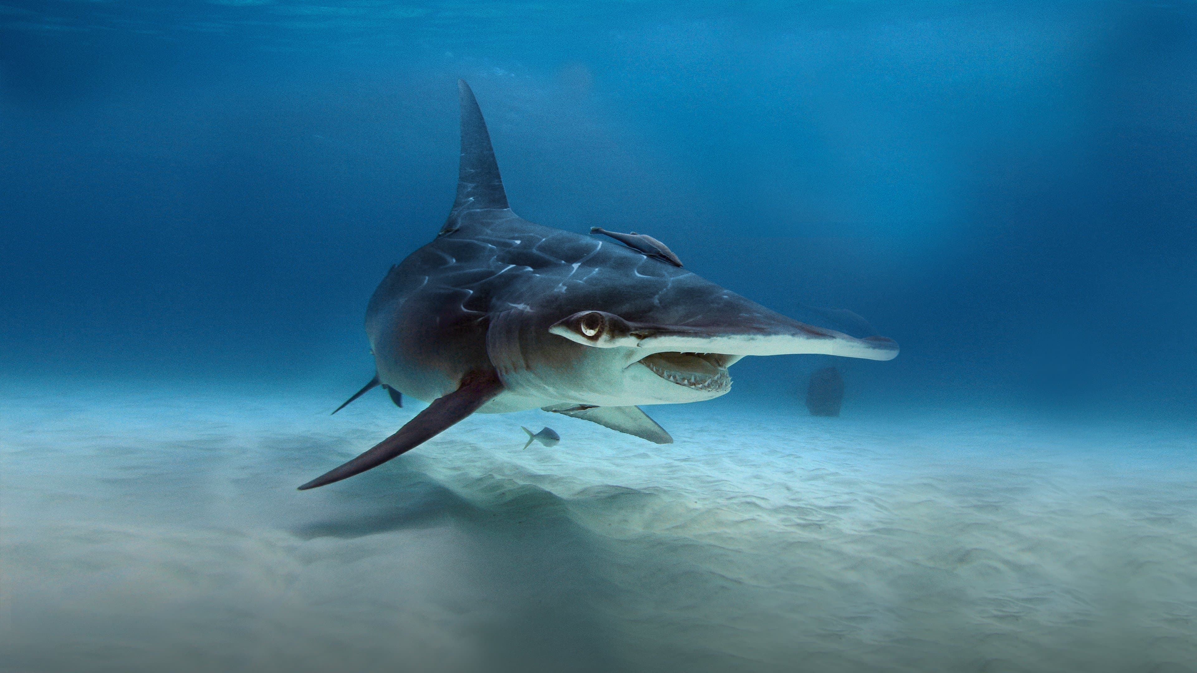 What the Shark? backdrop