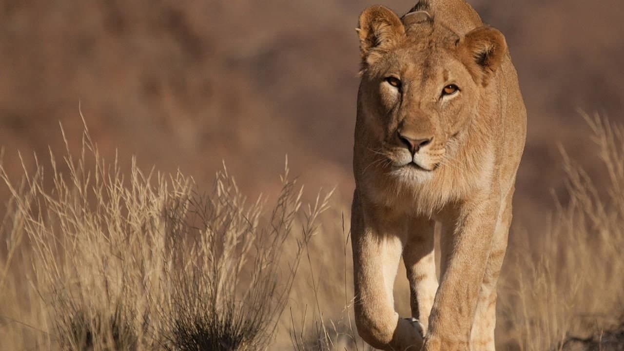 Vanishing Kings - Lions of the Namib backdrop