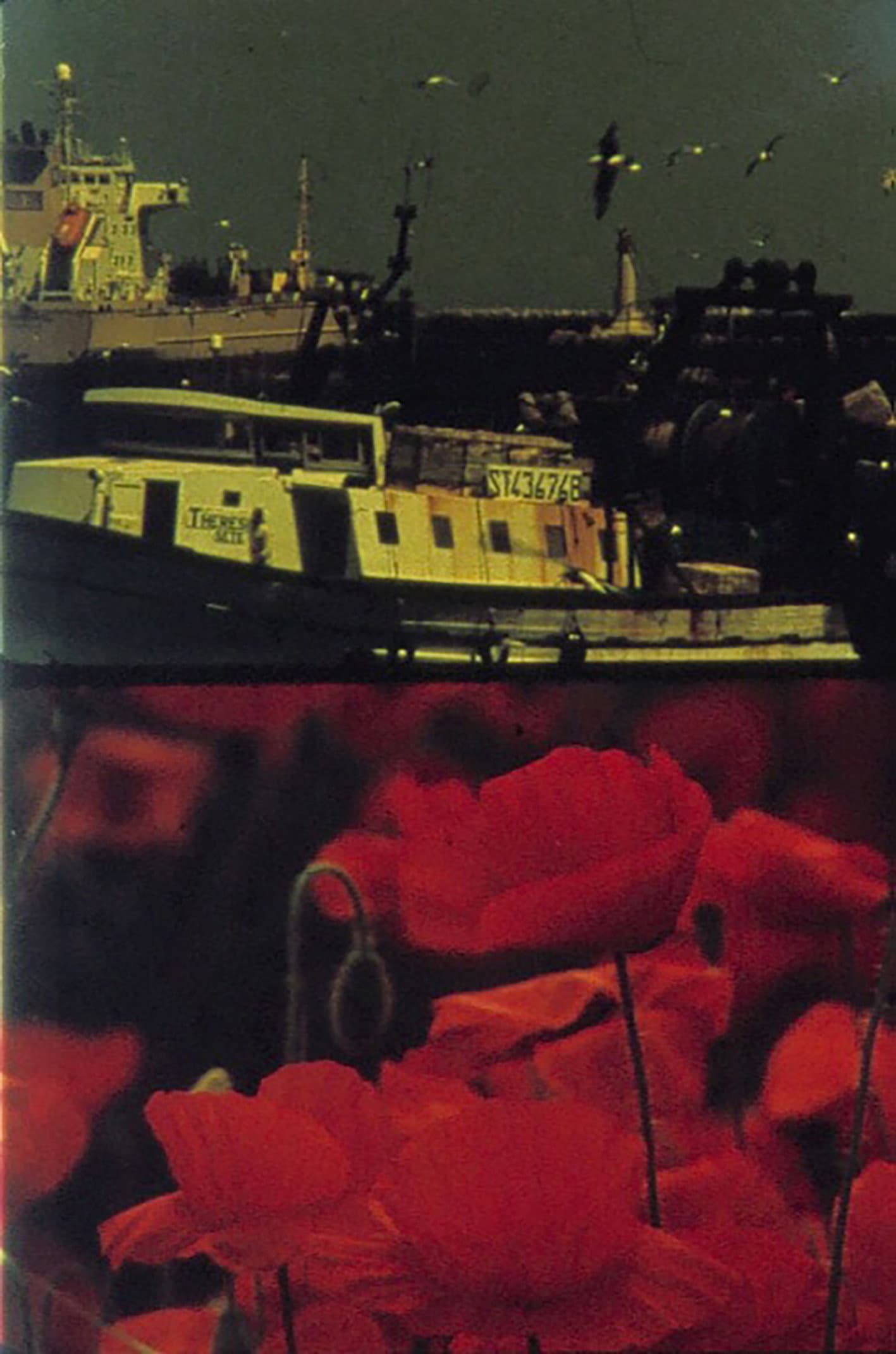Poppies and Sailboats backdrop