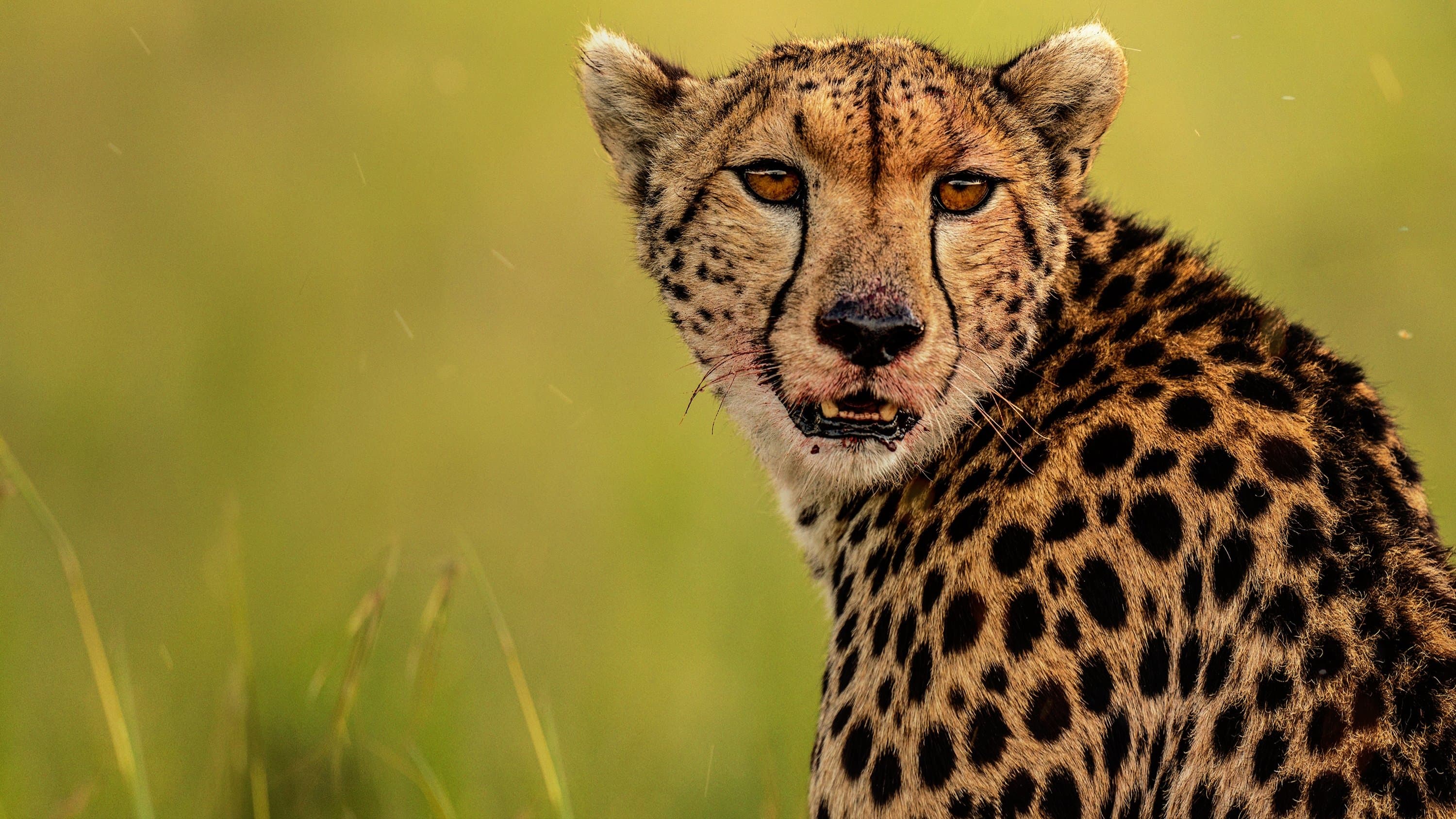 The Way of the Cheetah backdrop