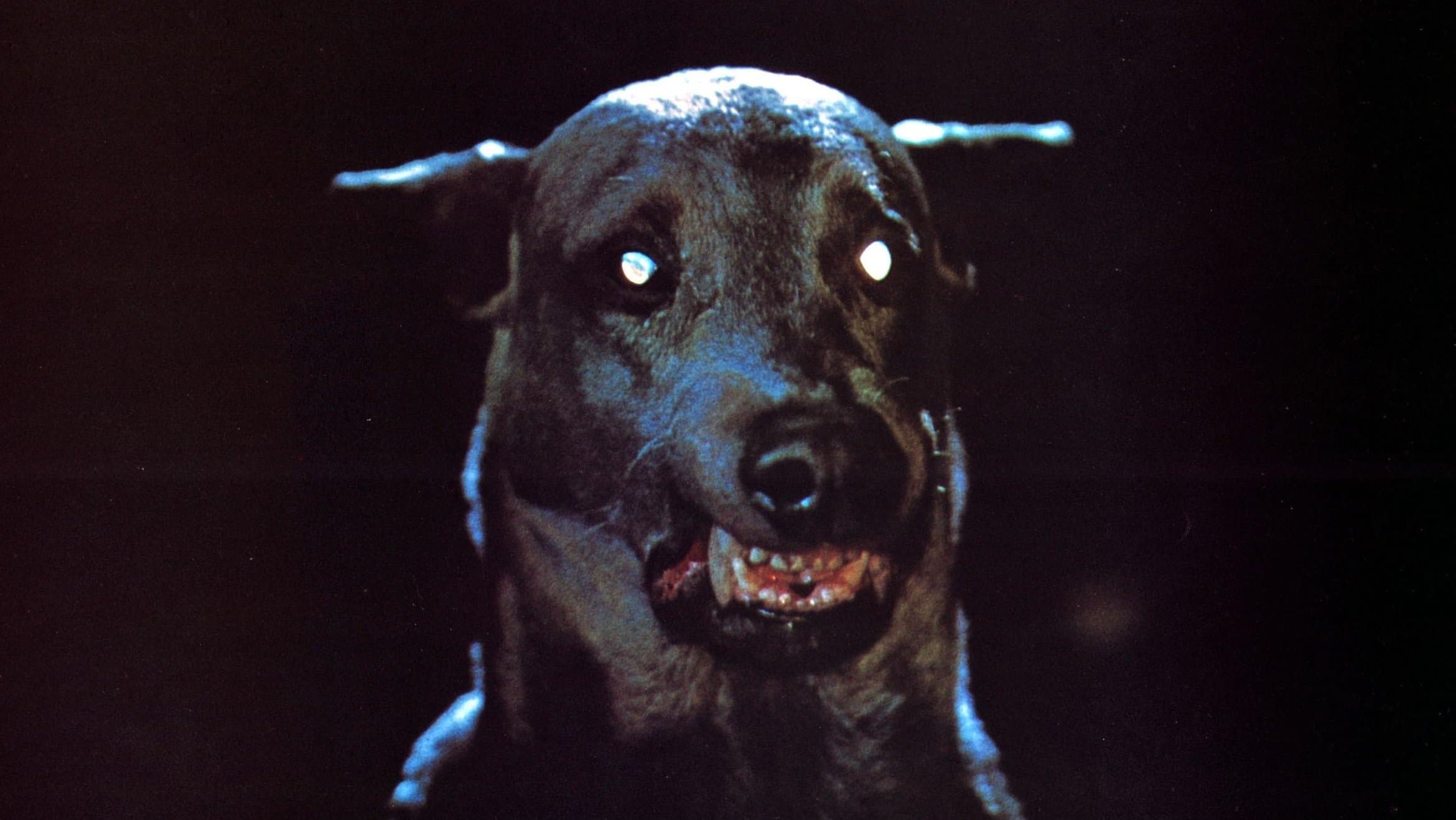 Zoltan… Hound of Dracula backdrop