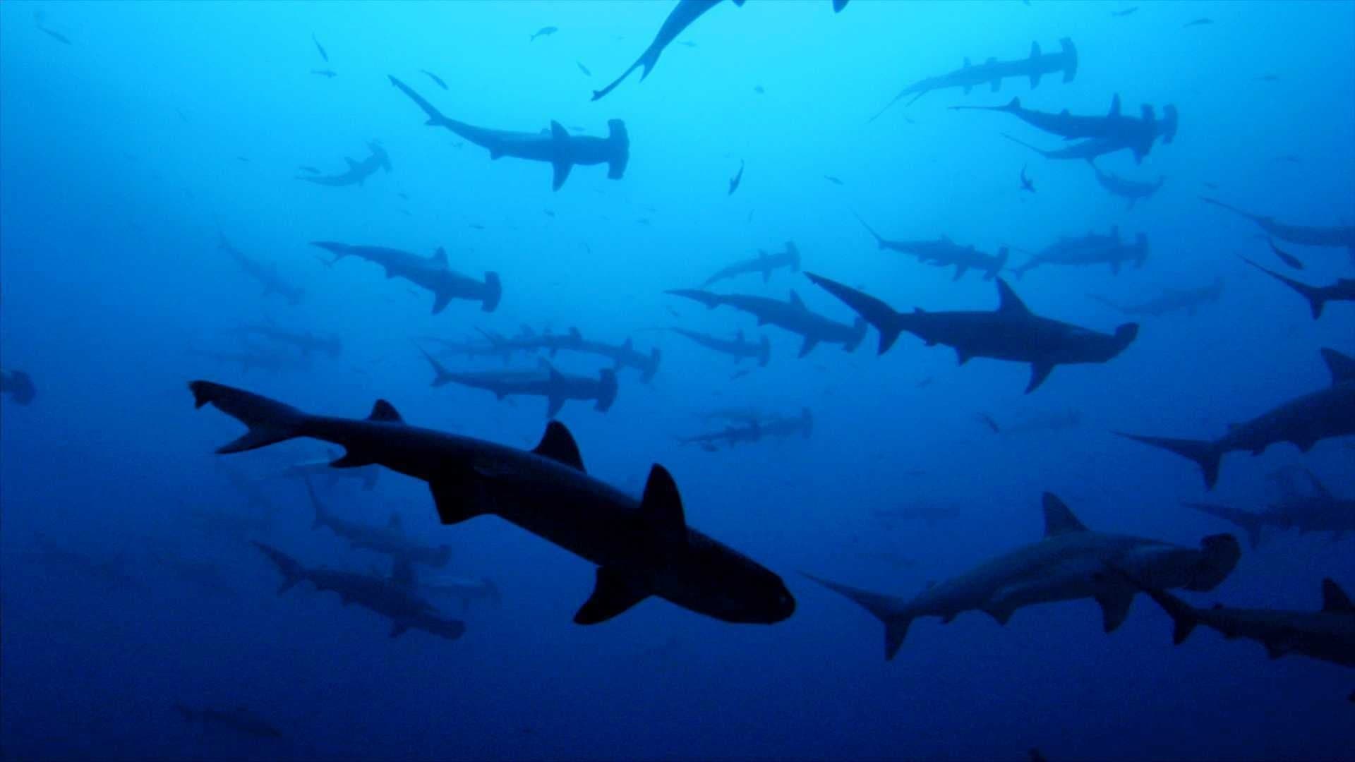 Sharkwater backdrop