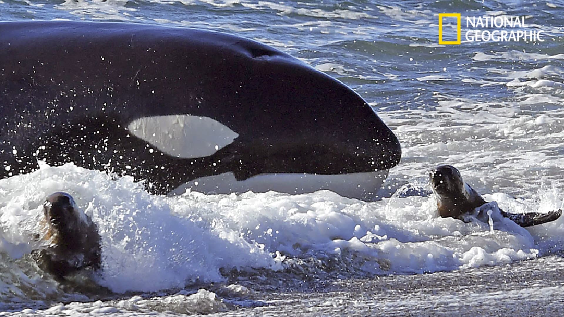 National Geographic : Le Festin Des Orques backdrop