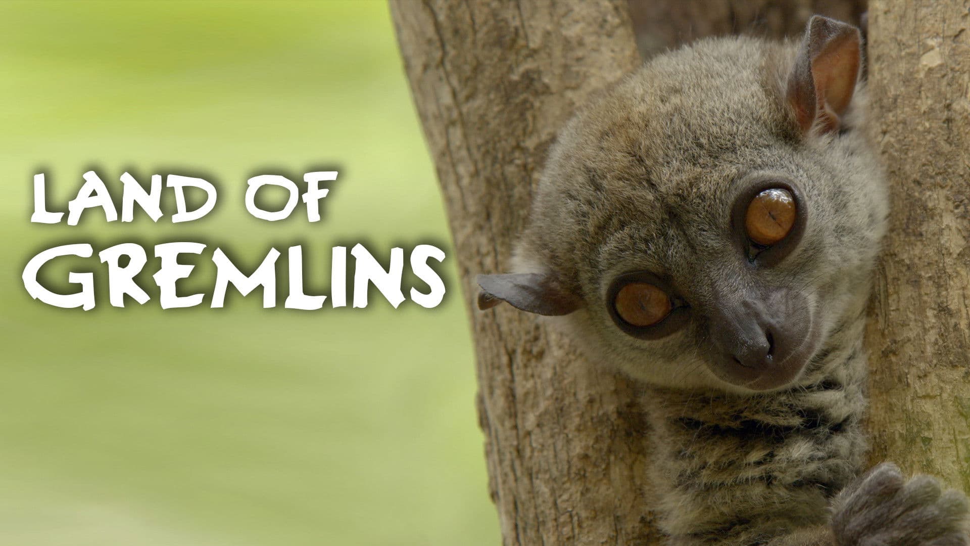 Land of Gremlins backdrop