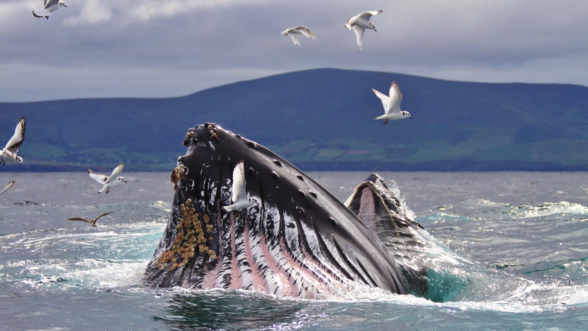 Wild Ireland: The Edge of the World backdrop